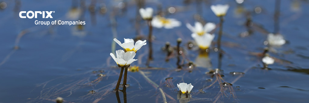 blog-banner-water-lillies