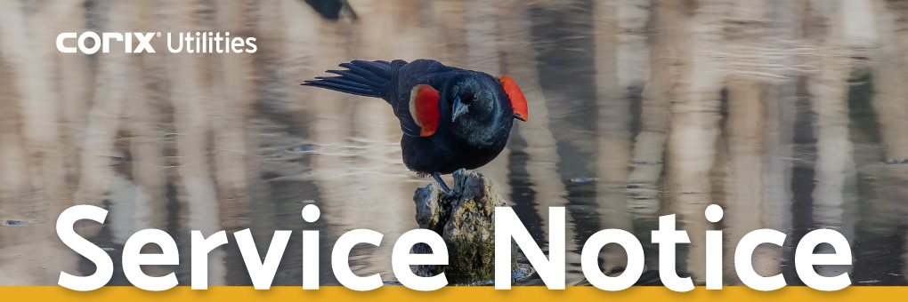 lindell-red-winged-blackbird-b